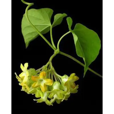 BUNGA TONGKENG Telosma cordata