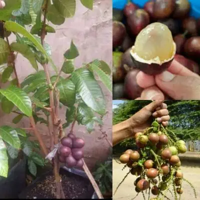 Pokok Matoa(Rare buah 3rasa)durian+rambutan+Longan