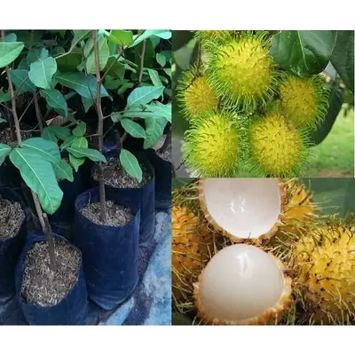 ANOR - Anak Pokok Rambutan Gading - Kuning (Kahwin)