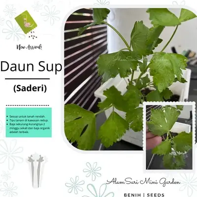 🌱Benih / Seeds : Daun Saderi (Sup)🌱