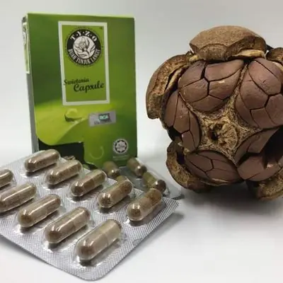 Kapsul Buah Tunjuk Langit Tyzo