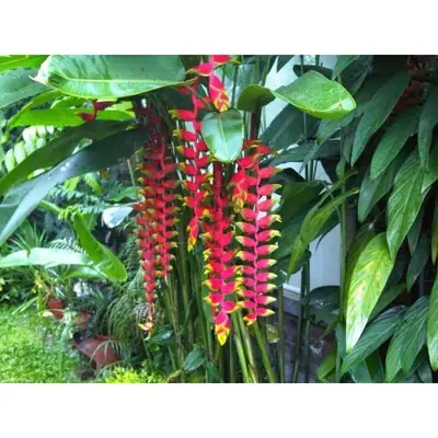 benih pokok Heliconia rostrata/sepit ketam /sepit udang/bird of paradise merah/kuning