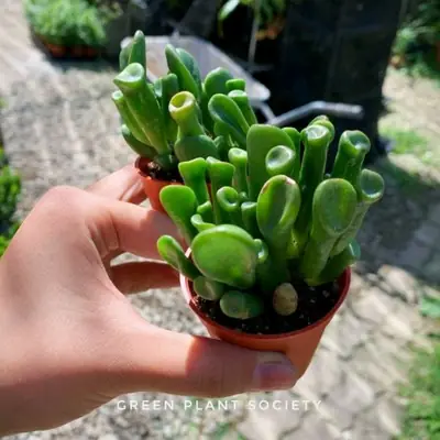 GPS Green Plant Society Live Succulent Crassula Obliqua ‘Gollum’ 筒叶花月 吸财树 多肉