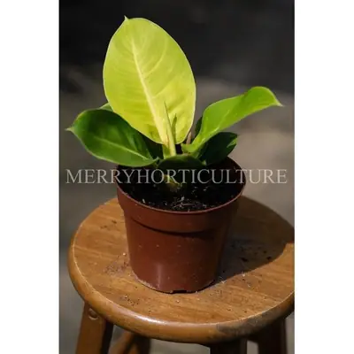 Philodendron Apple Green 青苹果蔓绿绒 -Real Plant