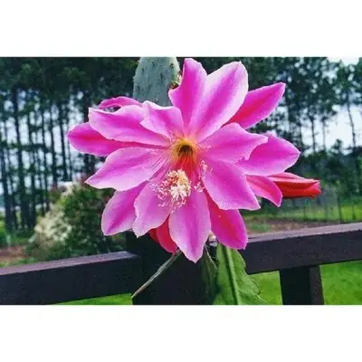 Pokok Bunga Bakawali Magenta