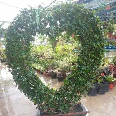 POKOK BUNGA HIDUP, BONSAI LOVE,HIASAN HALAMAN RUMAH, LANDSKAP
