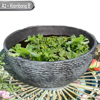 Kiambang  Jenis B | Water Lettuce | Pistia Stratiotes | Aquarium Plant | Tumbuhan Akuarium | Pokok Air | Kapu Kapu