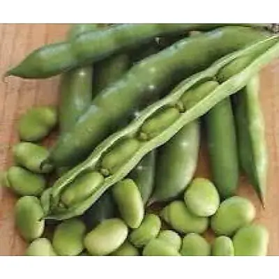 10pcs seeds KACANG SEPAT GIANT @ BESAR isi manis sedap