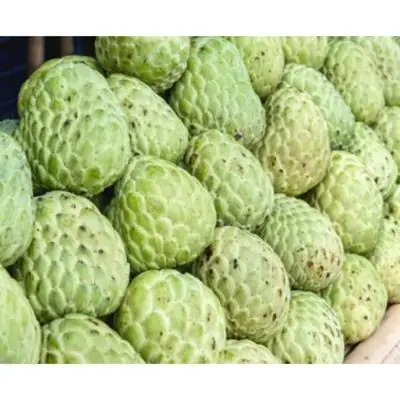 10pcs Biji Benih Buah Nona Jumbo Australia / Australian Custard Apple Seeds