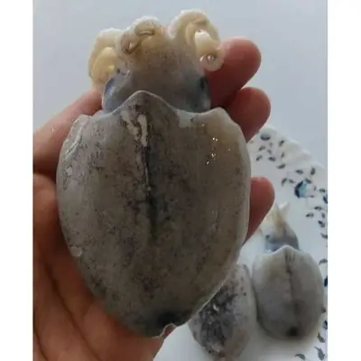 Sotong Katak Kecil (Baby Cuttlefish)