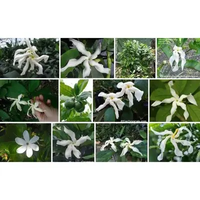 Anak Pokok Bunga Cempaka Wali Harum Senang Berbunga