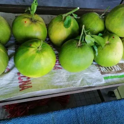 Limau Bali Tambun Pomelo fruit fruit Merah (masam)酸甜柚子