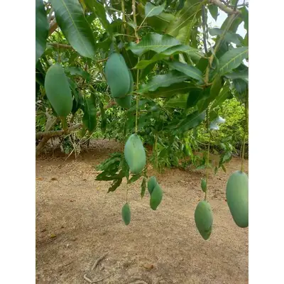 Mangga Sala/Pelam Sala 1KG RM 10.00