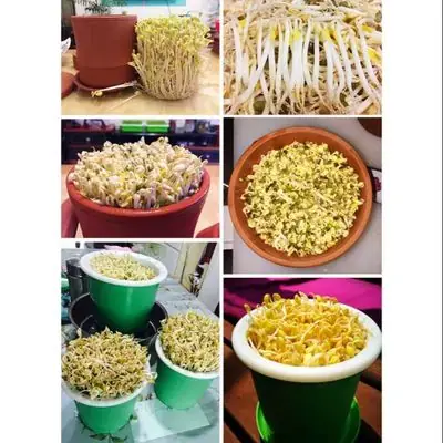 ORGANIK Benih Tauge Kacang Hijau / Kacang Soya / Kacang Soya Hitam / Kacang Merah Azuki Beansprout