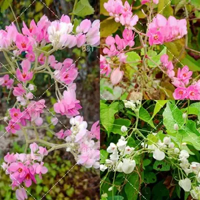 [READY STOCK] Biji Benih Bunga Air Mata Pengantin / 珊瑚藤种子