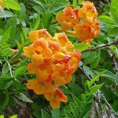 Pokok Bunga Tecoma Flamming Belles / Tecoma Oren