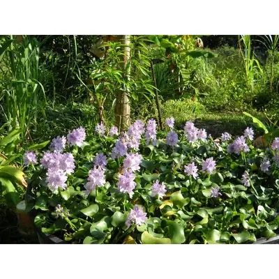 READYSTOCK!! ORCHID LETTUCE/KELADI BUNTING/KELADI HIASAN/CANTIK PALING MURAH