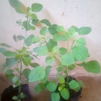Pokok Kucing Galak (Herba)