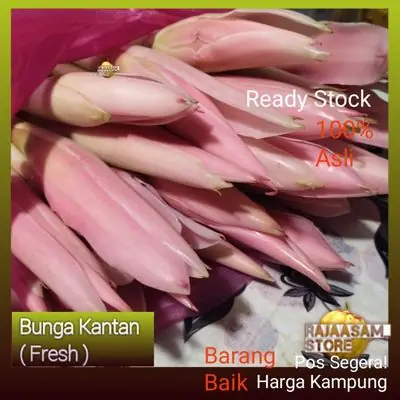 BUNGA KANTAN Fresh ♨Order Baru Petik (offer)