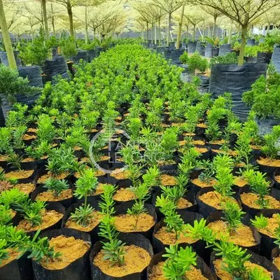 TKL - Outdoor Podocarpus Diamond/Twister/Japan/RedBud FengShui金钻/旋叶罗汉松/转运罗汉松/日本/红芽/兰屿/雀舌/蓝叶罗汉松/小叶罗汉松