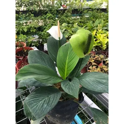 ANOR - Fragrant Peace Lily / Keladi putih Wangi