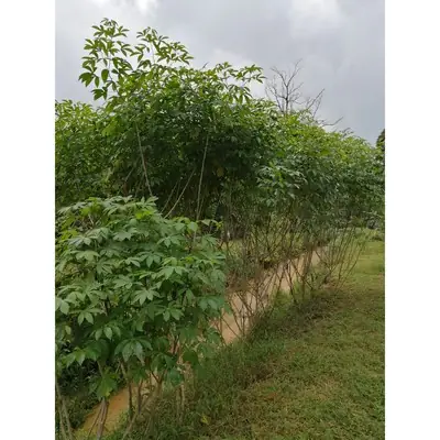 pokok ubi kayu (isi kuning / isi putih)