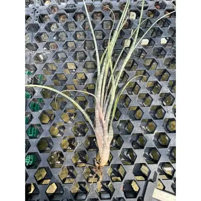 Tillandsia Hildae 斑马 空气凤梨 Airplant