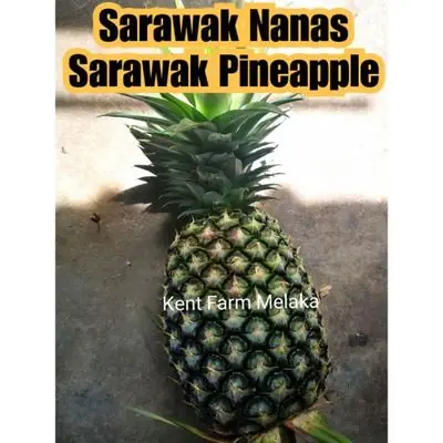 🇲🇾Ready Stock🇲🇾2/3kg Sarawak Nanas 🍍 Sarawak Pineapples🍍砂拉越黄梨🍍