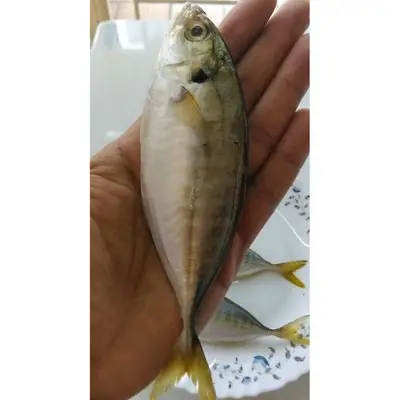 Ikan Selar Pelata (Yellowtail Scad)