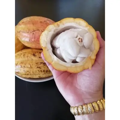 BUAH KOKO buah lagenda berzaman