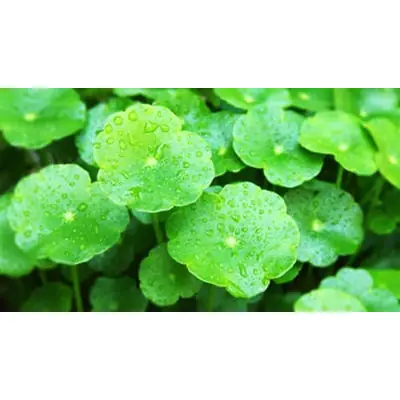 Daun Pegaga ~100g/pkt