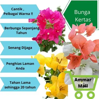 🔥🔥🔥Bunga Kertas @ Bougainvillea ... Bunga Kertas Merah .. Black Maria .. Bidadari.. Vietnam Splash .. Fatima .. Mahsuri