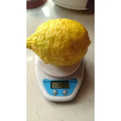 Lemon Kampung Organik