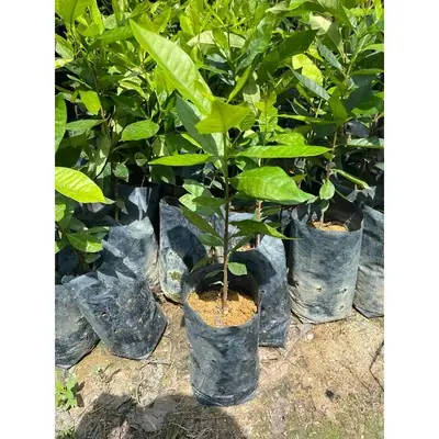 【Live Plant】Pokok salam/ Bay leaf tree / 月桂叶/香叶树苗 1ft