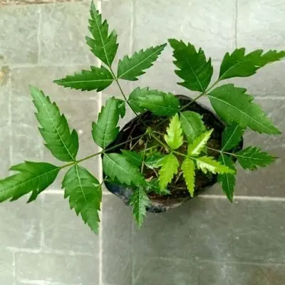 Pokok Semambu/ Neem/ Pokok mambu