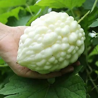 Benih Taiwan Peria Epal Putih 3pcs/Bitter Gourd/台湾白苹果苦瓜籽