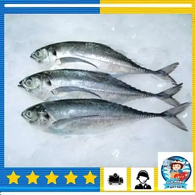 Hutan Melintang Cencaru Fish / 半港硬尾鱼 4-8 nos/kg (1kg/pk weight before G&S) - Old Mama Seafood