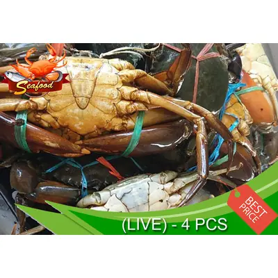 Ketam Nipah Hidup / Giant Mud Crab (Live) - 4 pcs