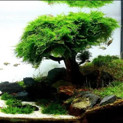 READY STOCK !Java moss / Pelia Moss / Christmas Moss lowest Price Guarantee LOW TECH PLANT