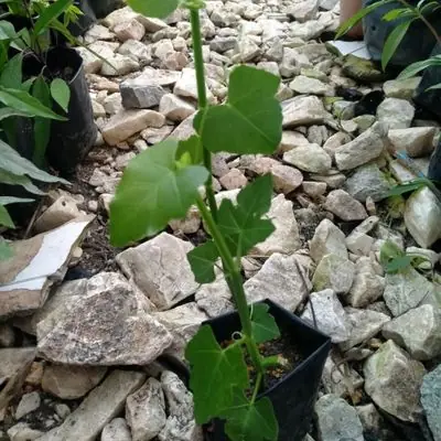 Pokok Buasir / Buasir / Pokok katam Seribu / Katam Seribu / Pokok Patah Tulang / Buasir / Pokok Ubat Buasir