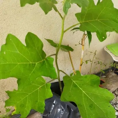 1 anak pokok terung pipit (belanda)