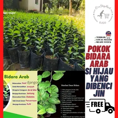 Anak Pokok Bidara (Berduri Untuk Perubatan) Bidara Arab Tree Pokok Hiasan Garden Flower Pokok Bidara Kampung Produk