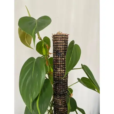 LOYFE NATURE - Moss Pole with Chilean Sphagnum Moss, Leca Ball and Coco Chips Outdoor Garden(No Pipe/ No Support Inside)
