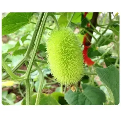 🌱5 Biji Benih 🌱Timun Bulu Mini 小可爱多毛黄瓜