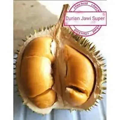 Anak Pokok Durian Jawi Super Pokok Klon Rare/Pokok Kawin