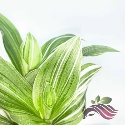 [Succulent] Tradescantia Albiflora Albovittata by LS Group