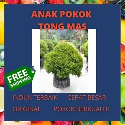 Pokok hiasan Tong Mas / Bola Emas ( banyak tanam di atas kubur ) - abby nursery