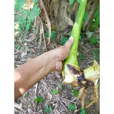 Buah Kantan Buah Pokok Kantan