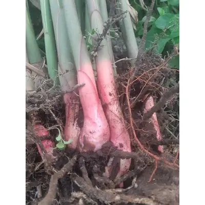 Benih Pokok Lengkuas