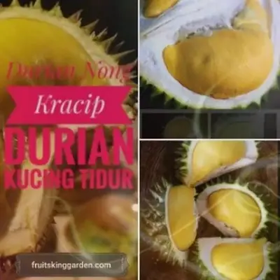Anak Pokok Durian Nok Kracip